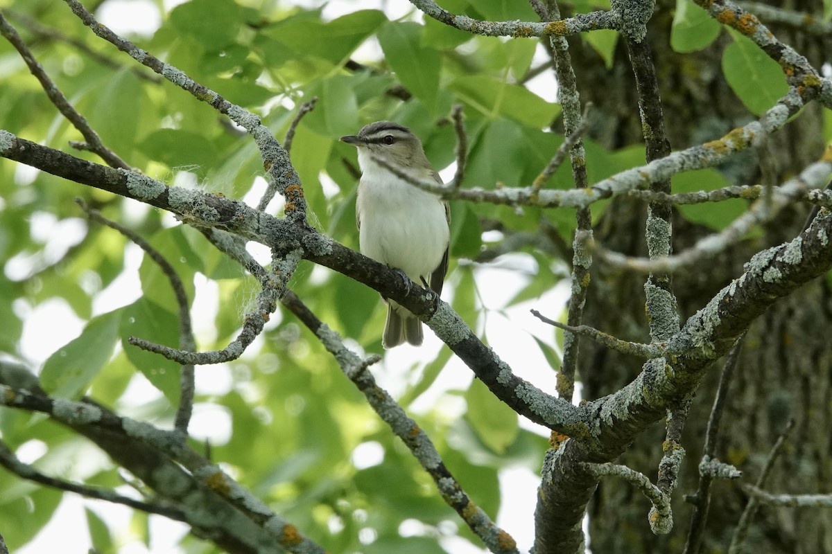 Red-eyed Vireo - ML456551321