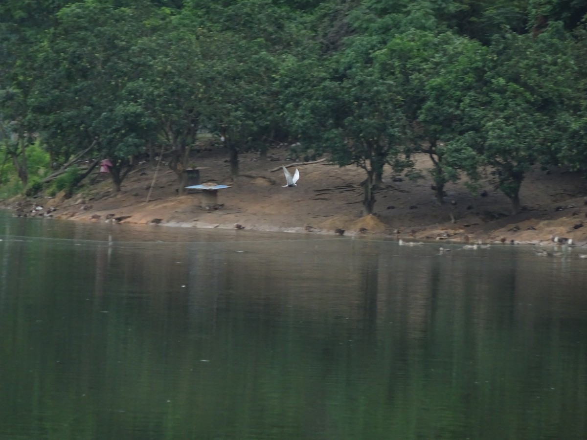 Whiskered Tern - ML456552321