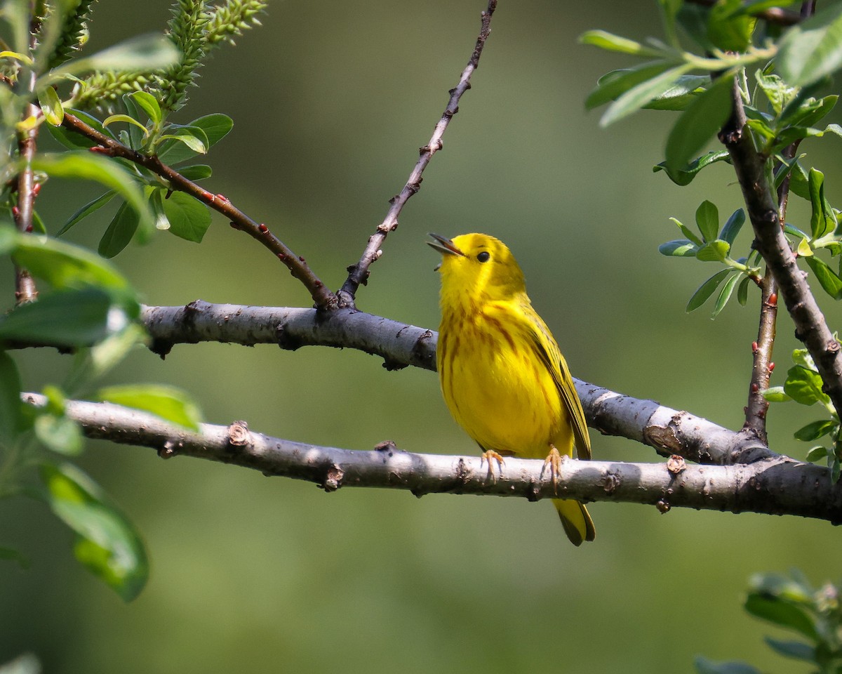 Yellow Warbler - ML456553071