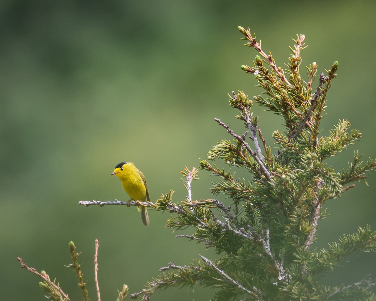 Wilson's Warbler - ML456553121