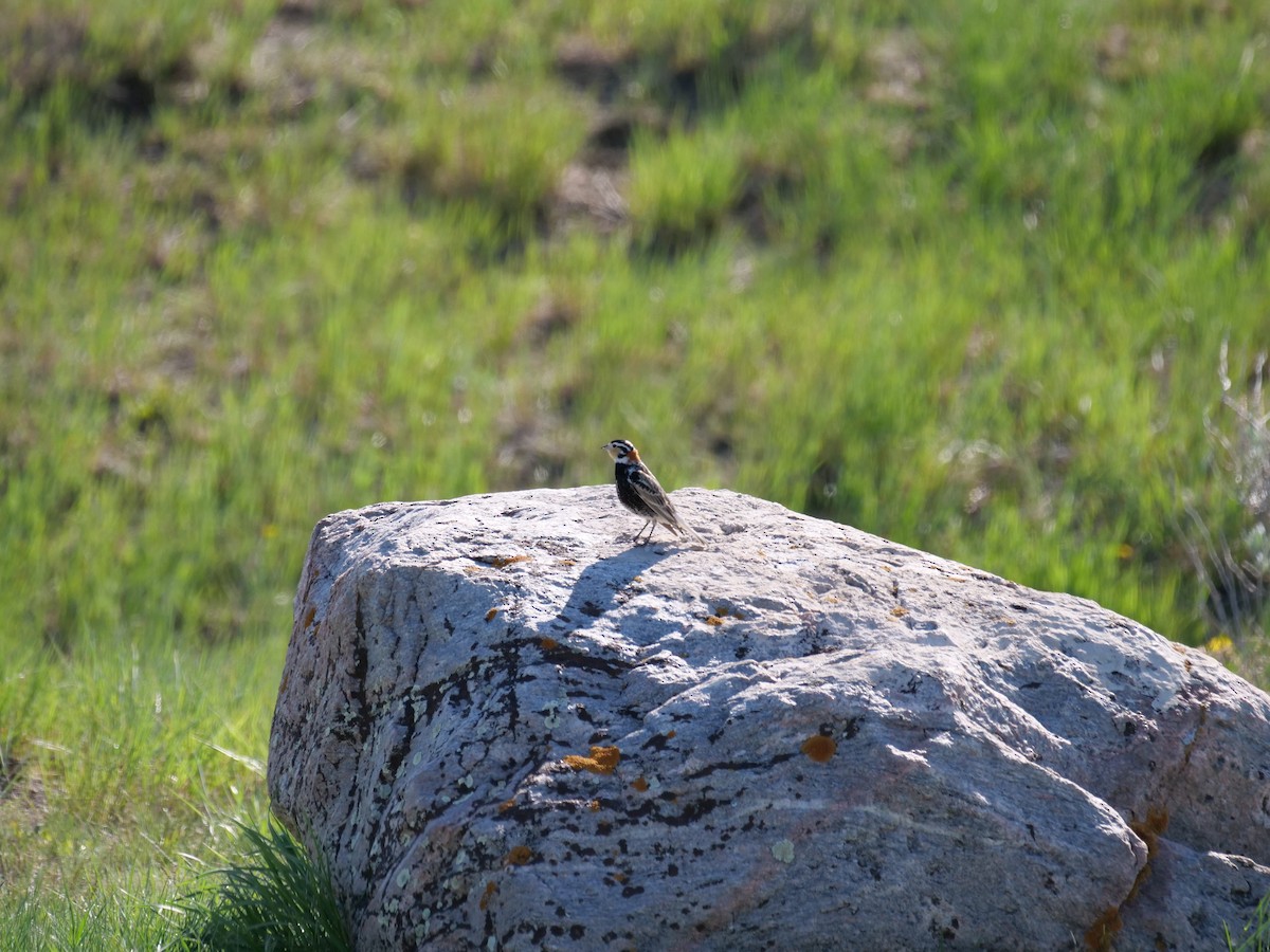 Chestnut-collared Longspur - ML456553381