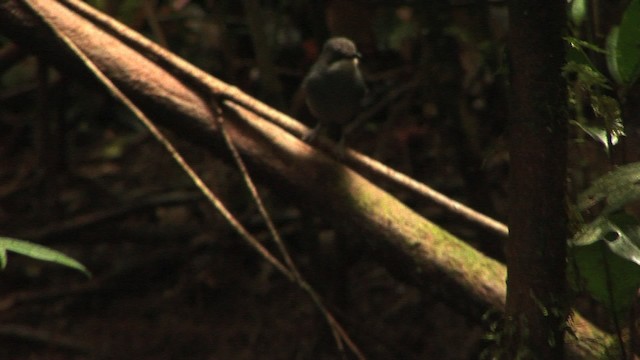 White-eyed Robin - ML456554