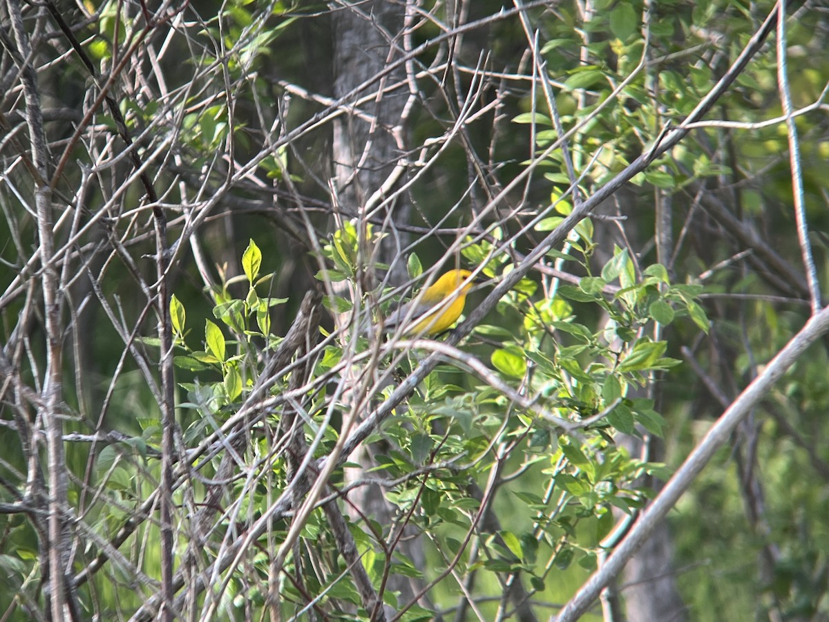 Prothonotary Warbler - ML456554181