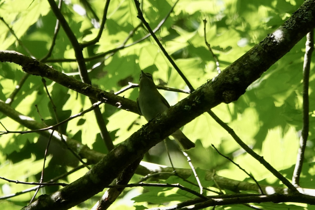 Red-eyed Vireo - Edward Buckler