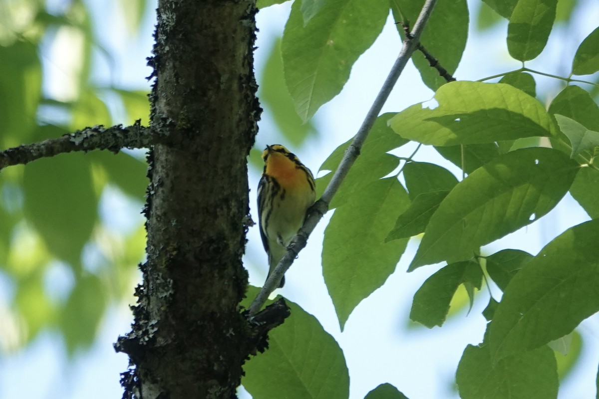 Blackburnian Warbler - Edward Buckler