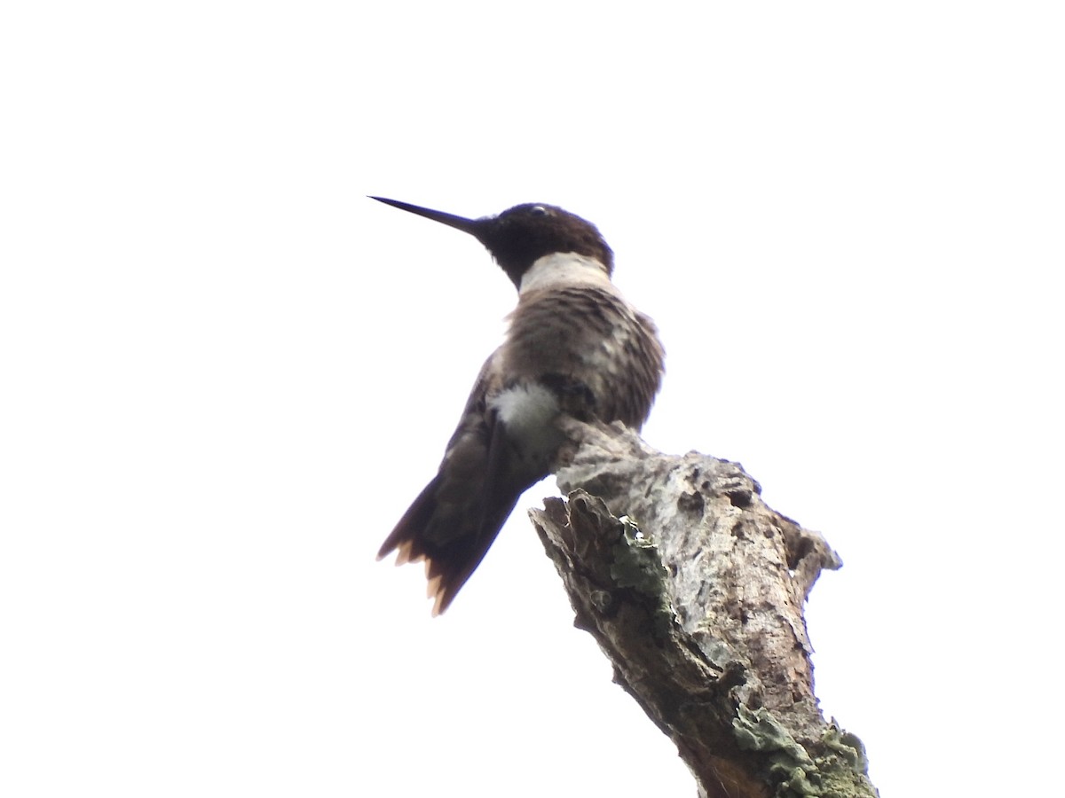 Ruby-throated Hummingbird - Candice Burke