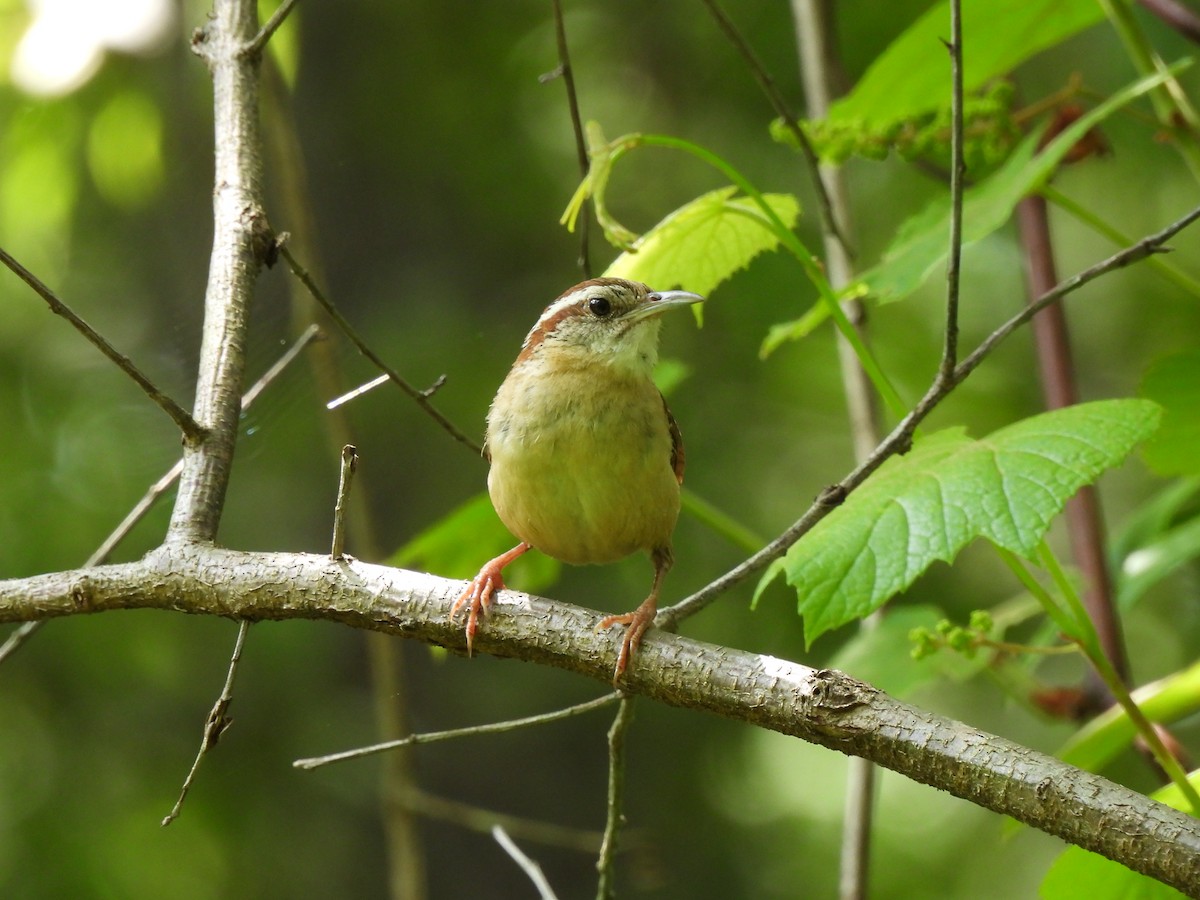 Carolina Wren - Candice Burke