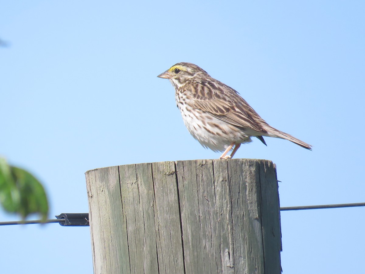 Savannah Sparrow - ML456558591