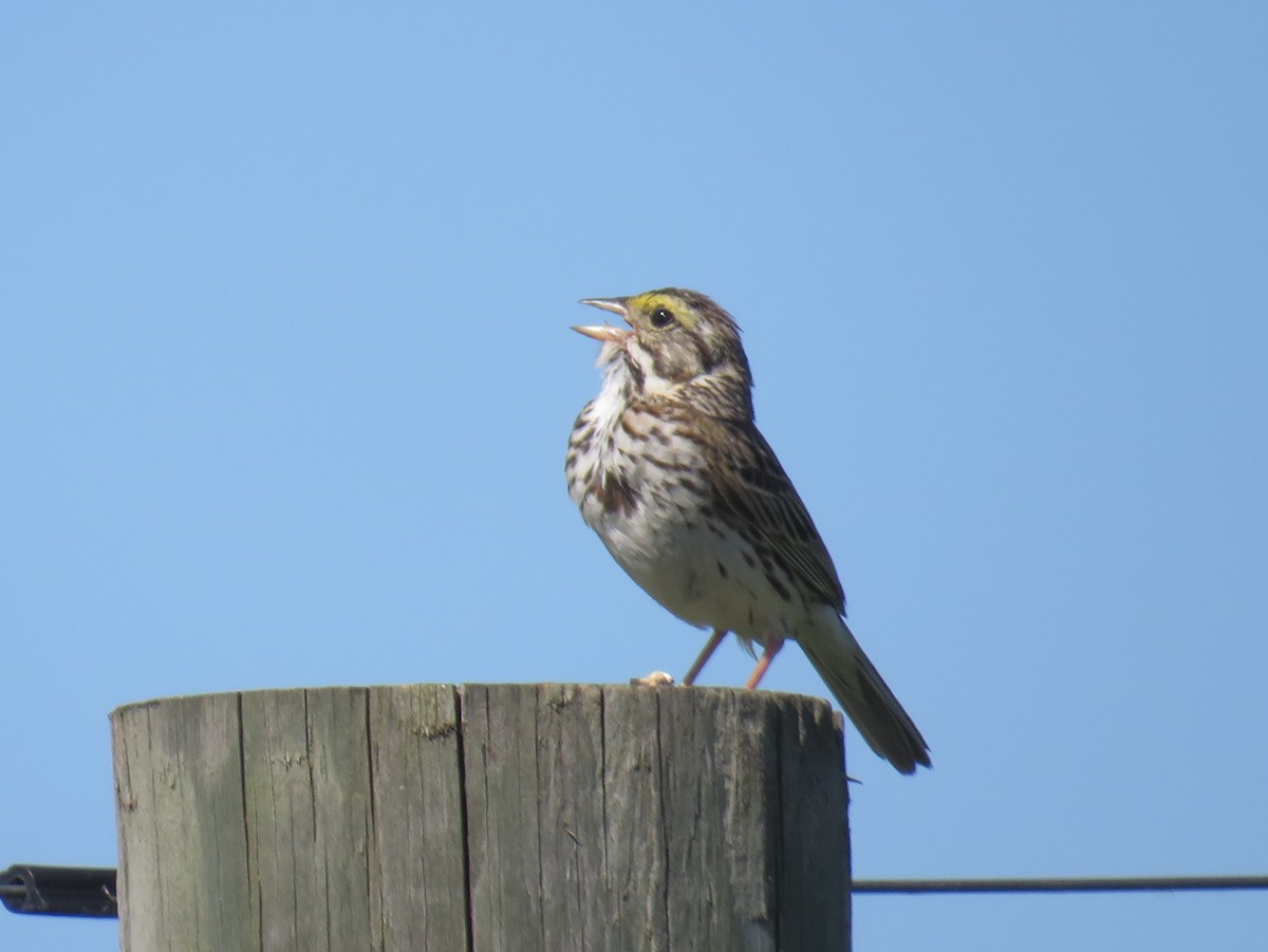 Savannah Sparrow - ML456558631