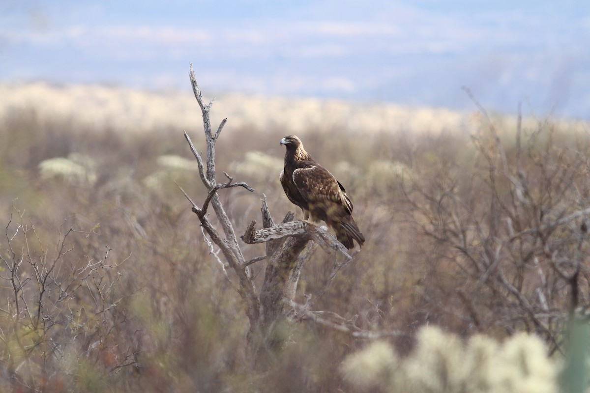 Golden Eagle - David Whittier