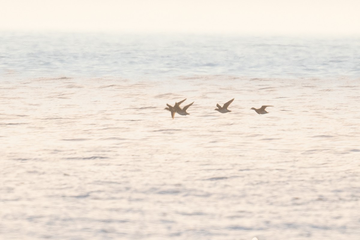 Long-tailed Duck - Ben  Lucking