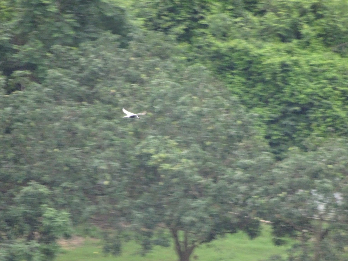 Whiskered Tern - ML456559691