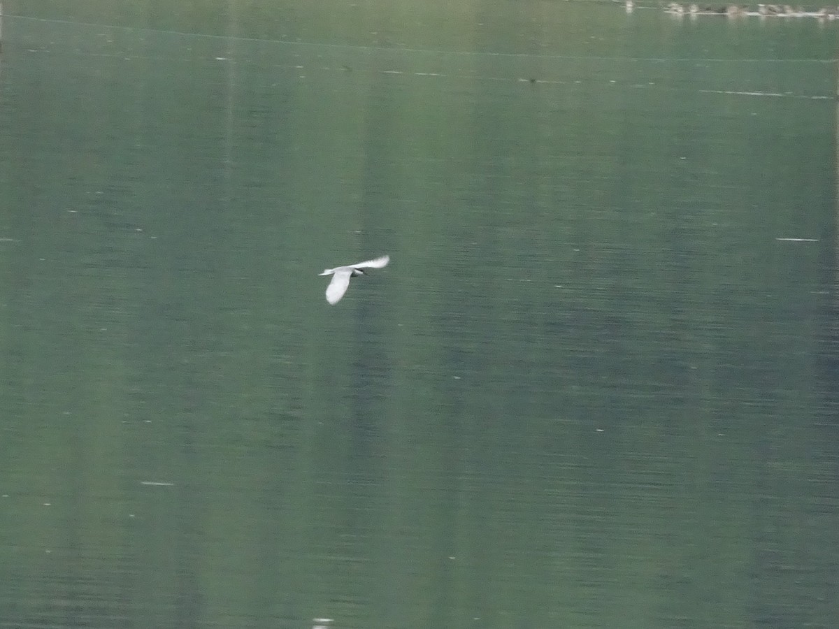 Whiskered Tern - ML456560281