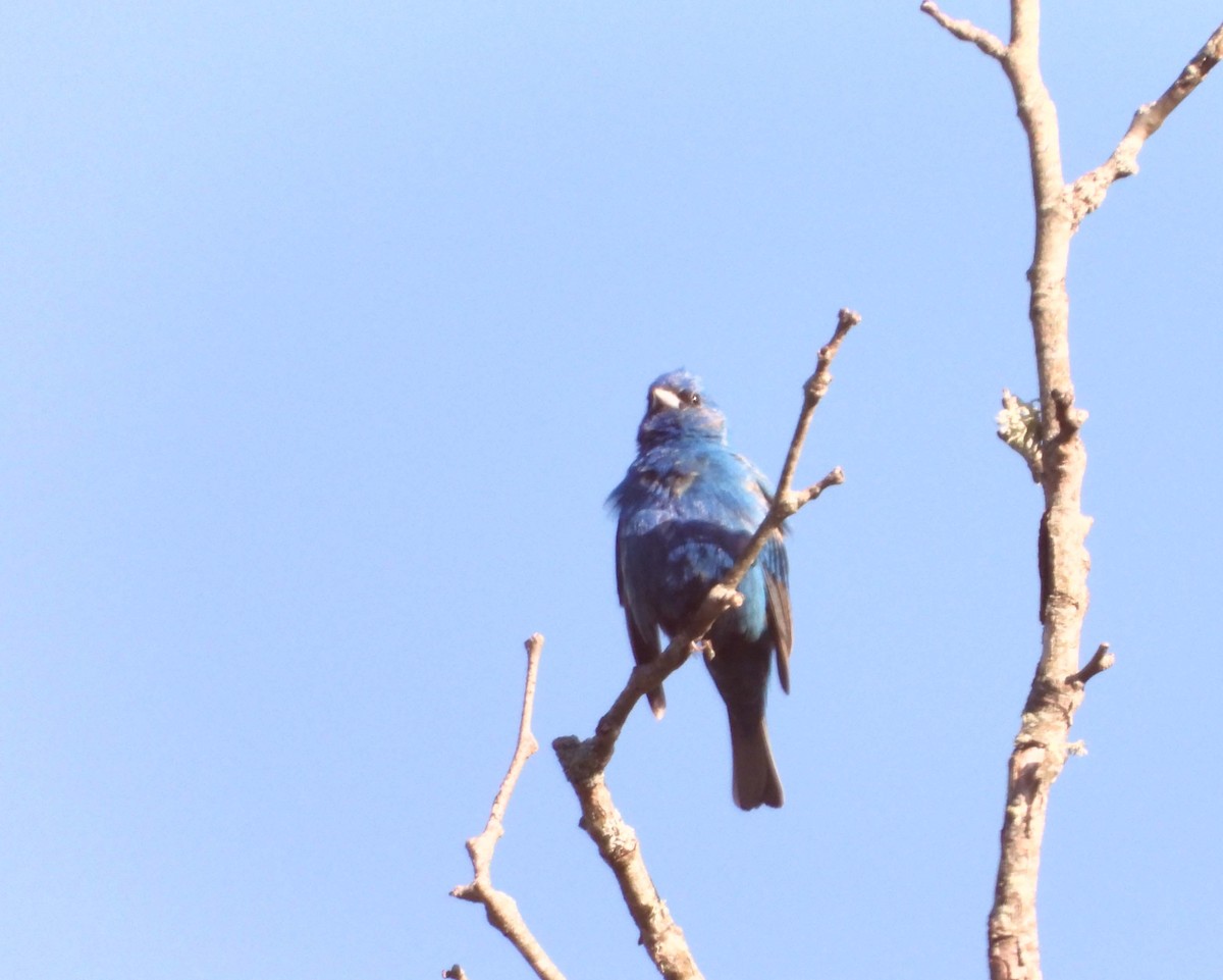 Passerin indigo - ML456561241