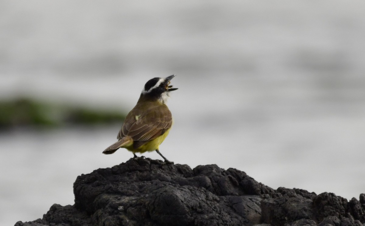 Great Kiskadee - ML456561271