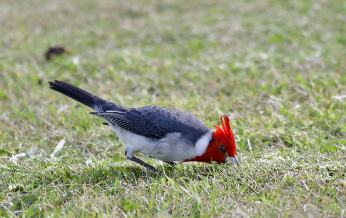 Red-crested Cardinal - ML456561381