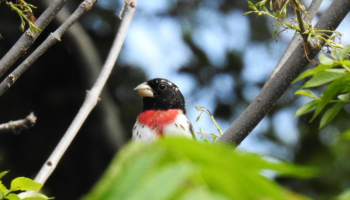 Picogrueso Pechirrosado - ML456561401