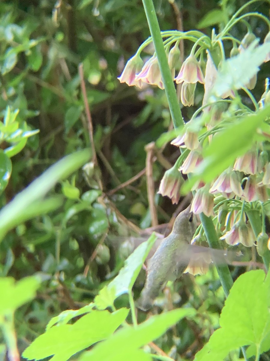 Anna's Hummingbird - ML456561911