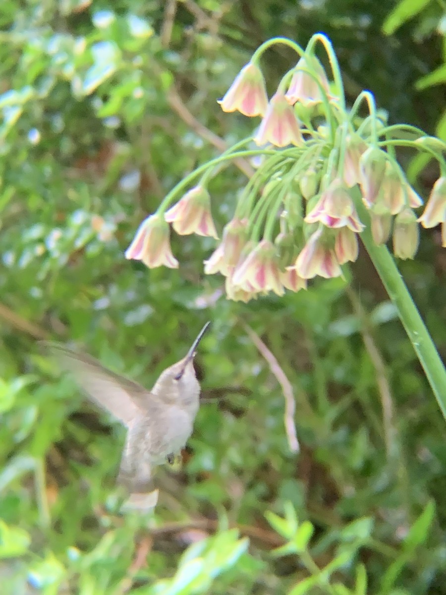Anna's Hummingbird - ML456561921
