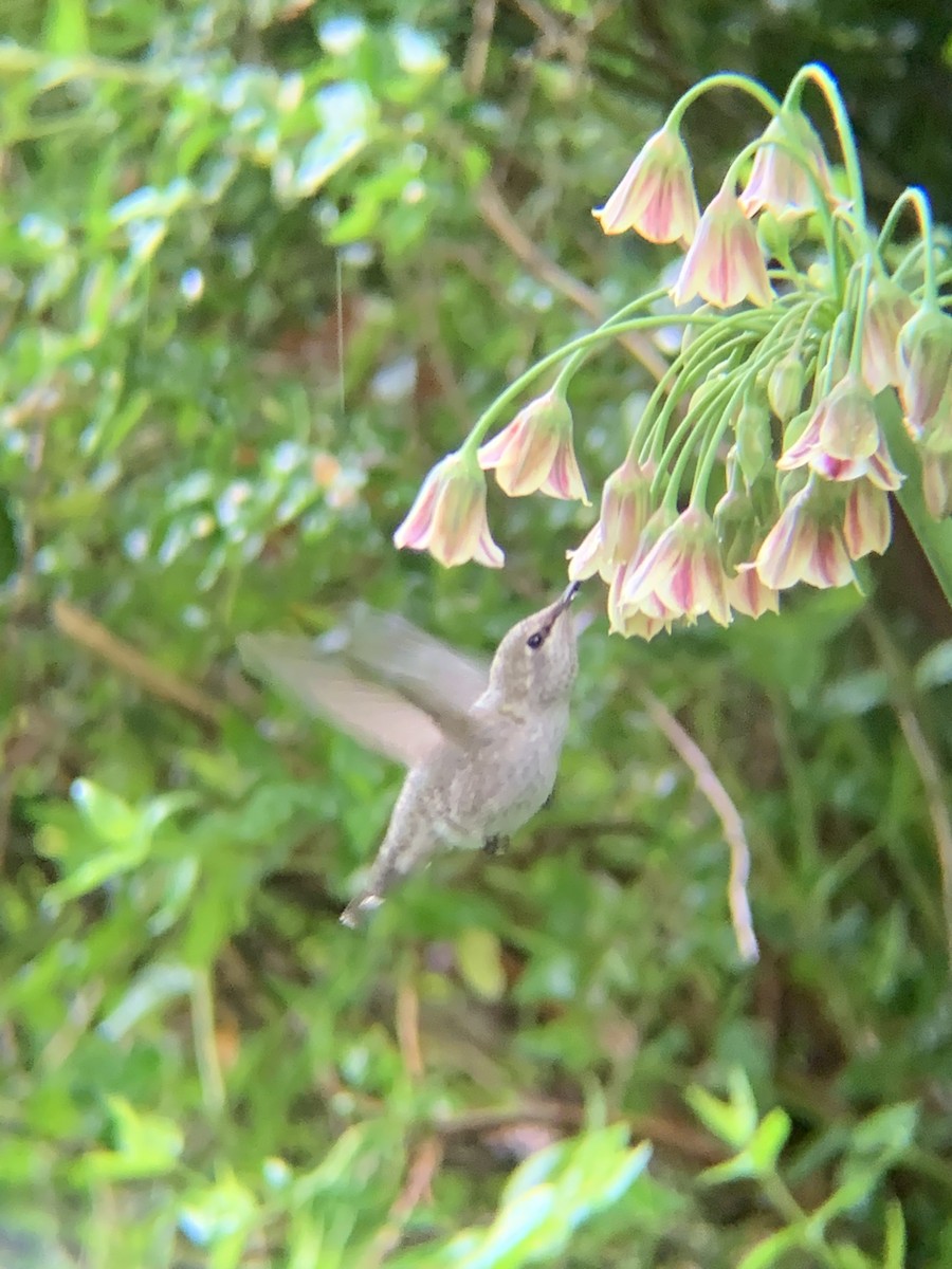 Anna's Hummingbird - ML456561981
