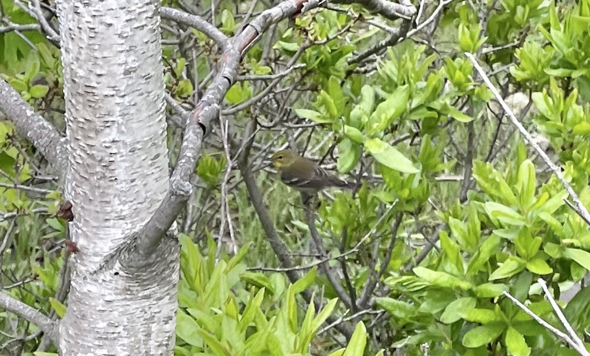 Pine Warbler - Travis Mazerall