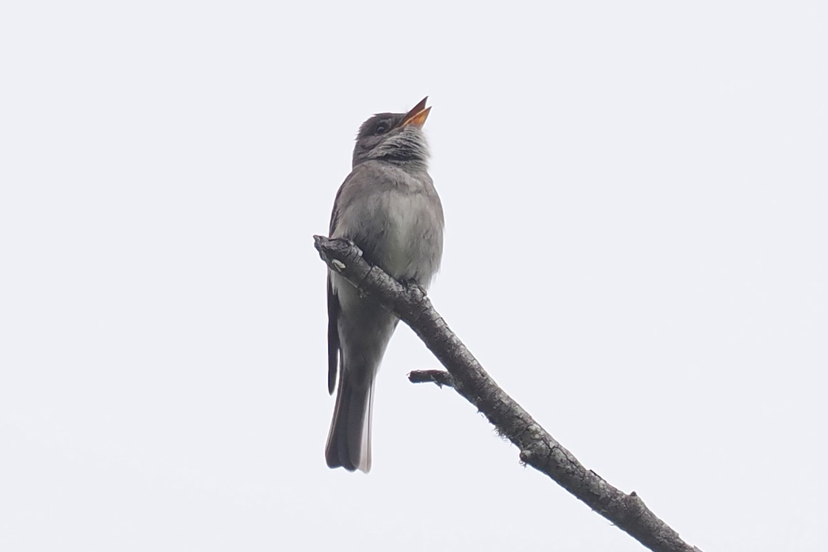 Western Wood-Pewee - Donna Pomeroy