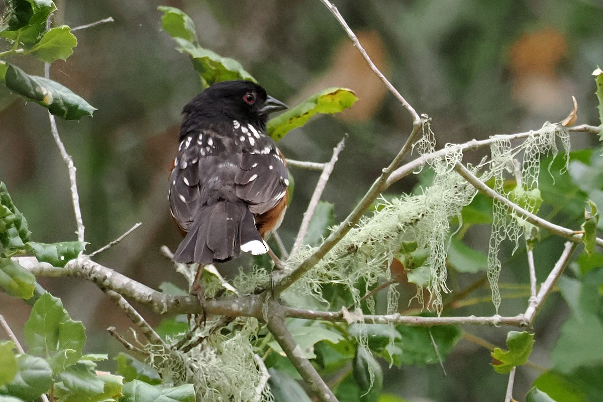 Spotted Towhee - ML456572111