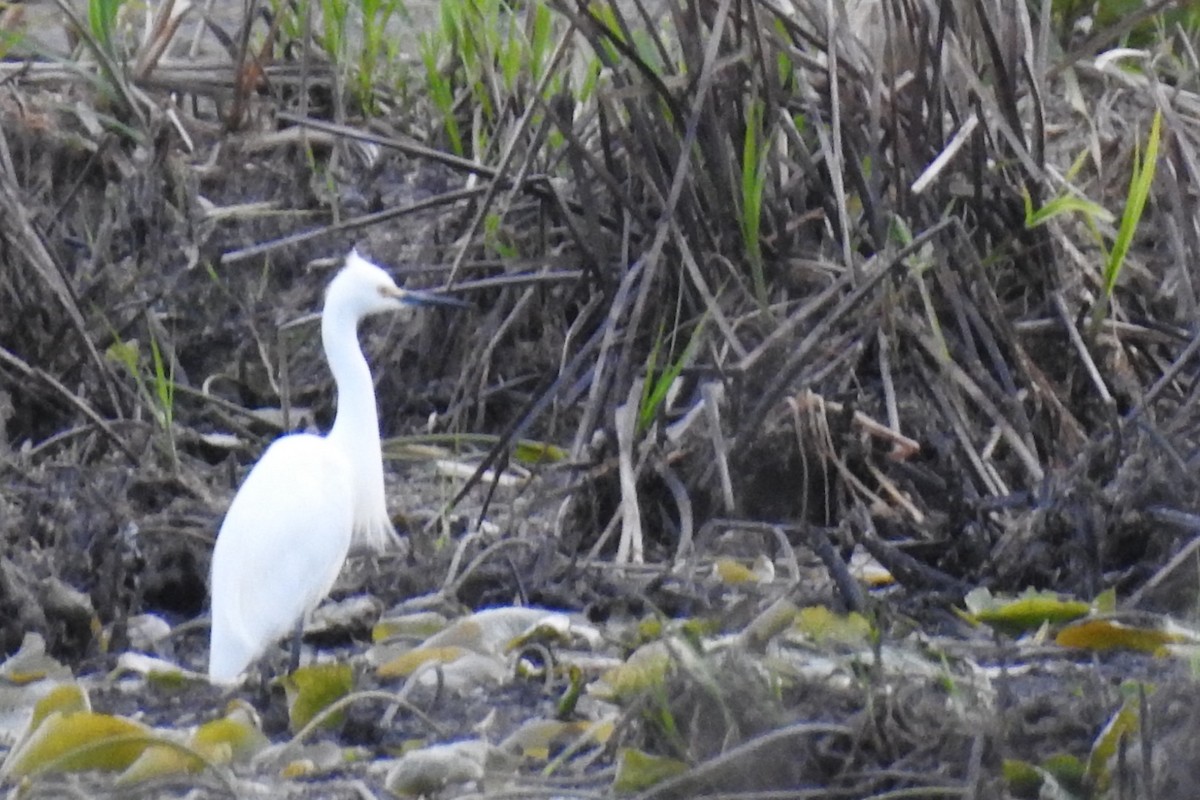 Snowy Egret - Dan Belter