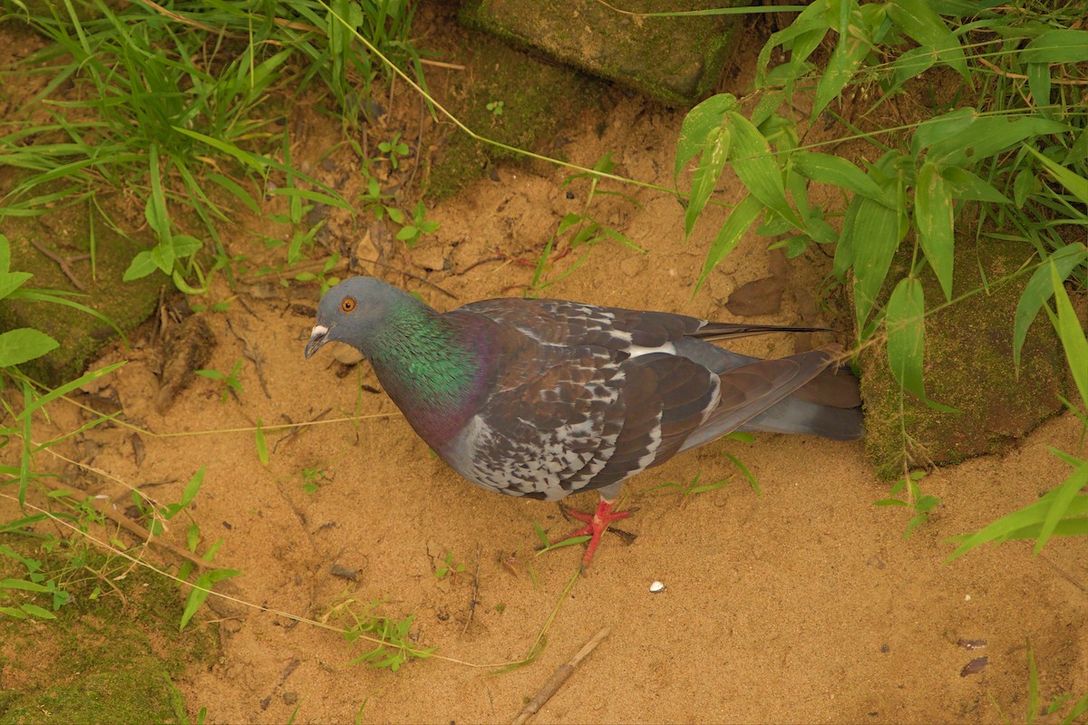 Rock Pigeon (Feral Pigeon) - ML456574621