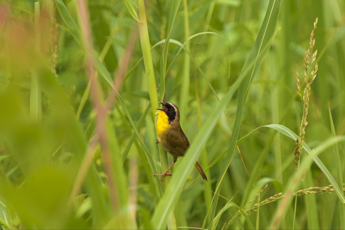 Common Yellowthroat - ML456576311