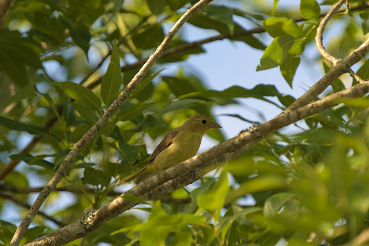 Scarlet Tanager - Mark Montazer