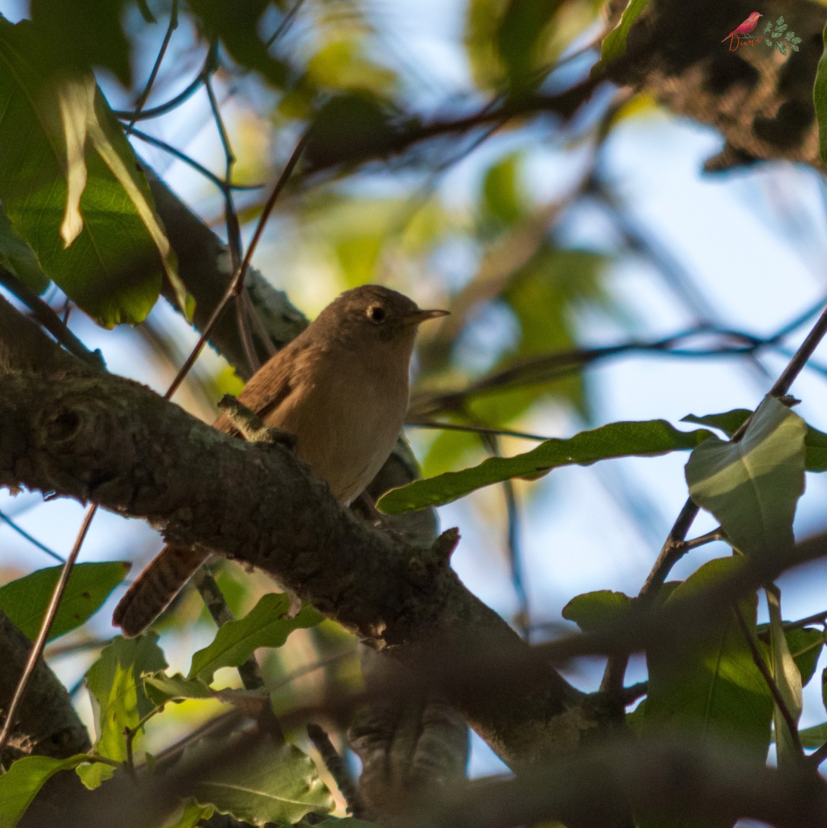 House Wren - ML456576661