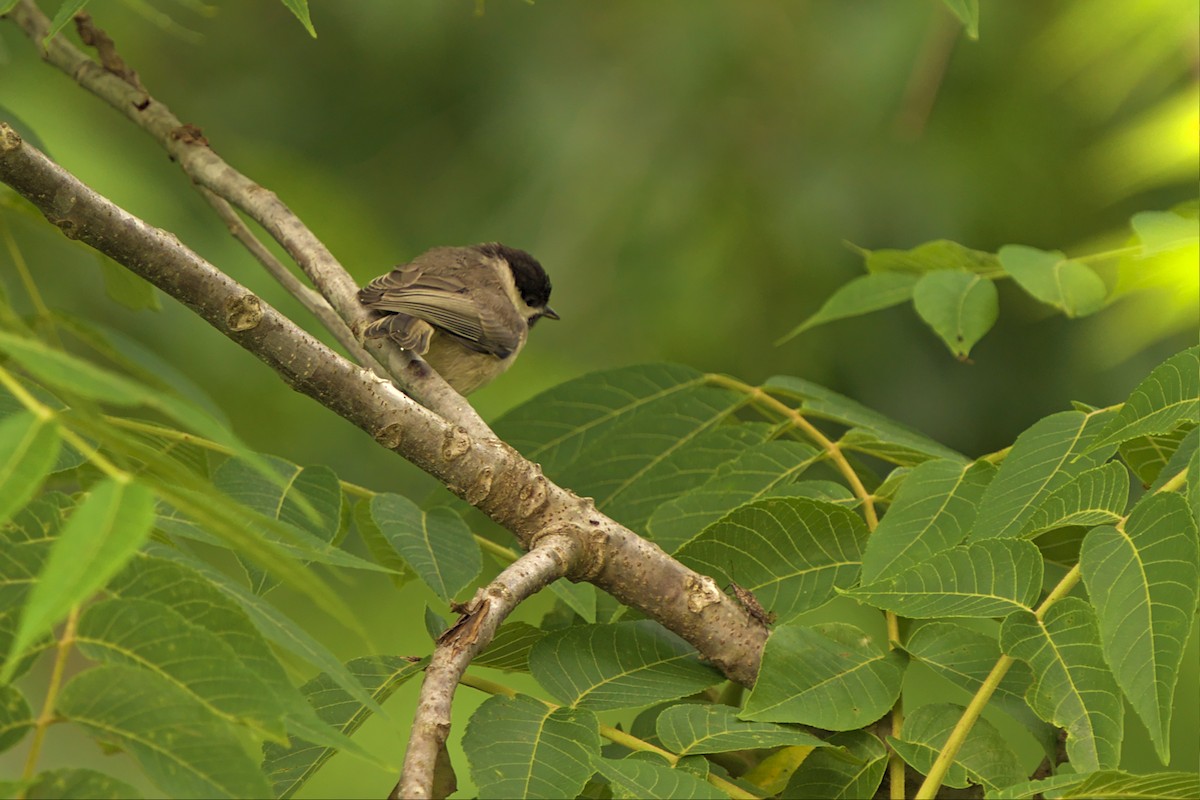 Carolina Chickadee - ML456576891