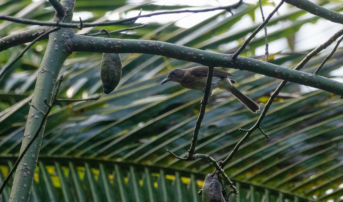 Streak-breasted Bulbul (Tablas) - ML456577031