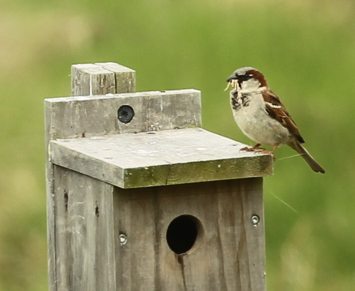 House Sparrow - ML456578021