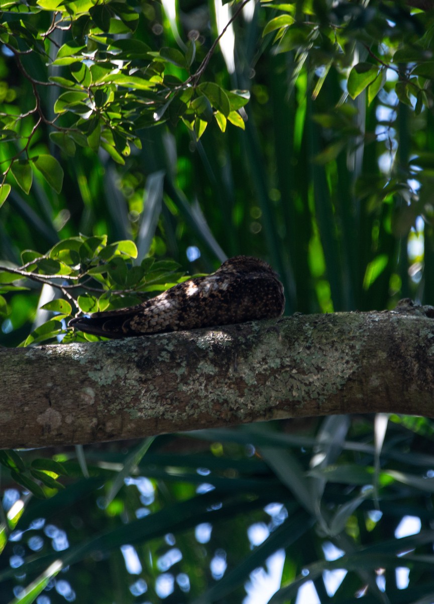 Short-tailed Nighthawk - ML456578261