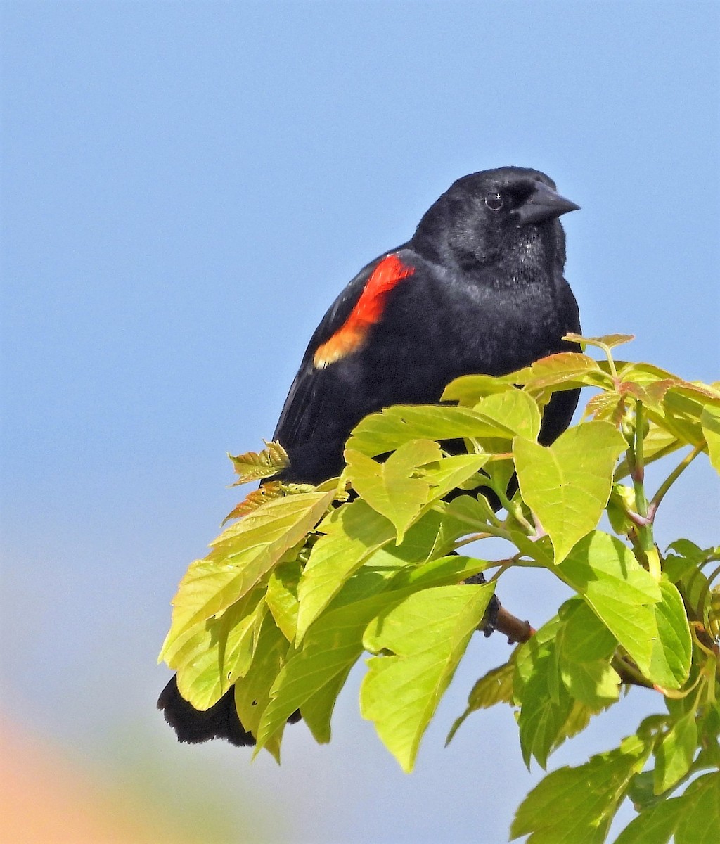 Red-winged Blackbird - ML456579241