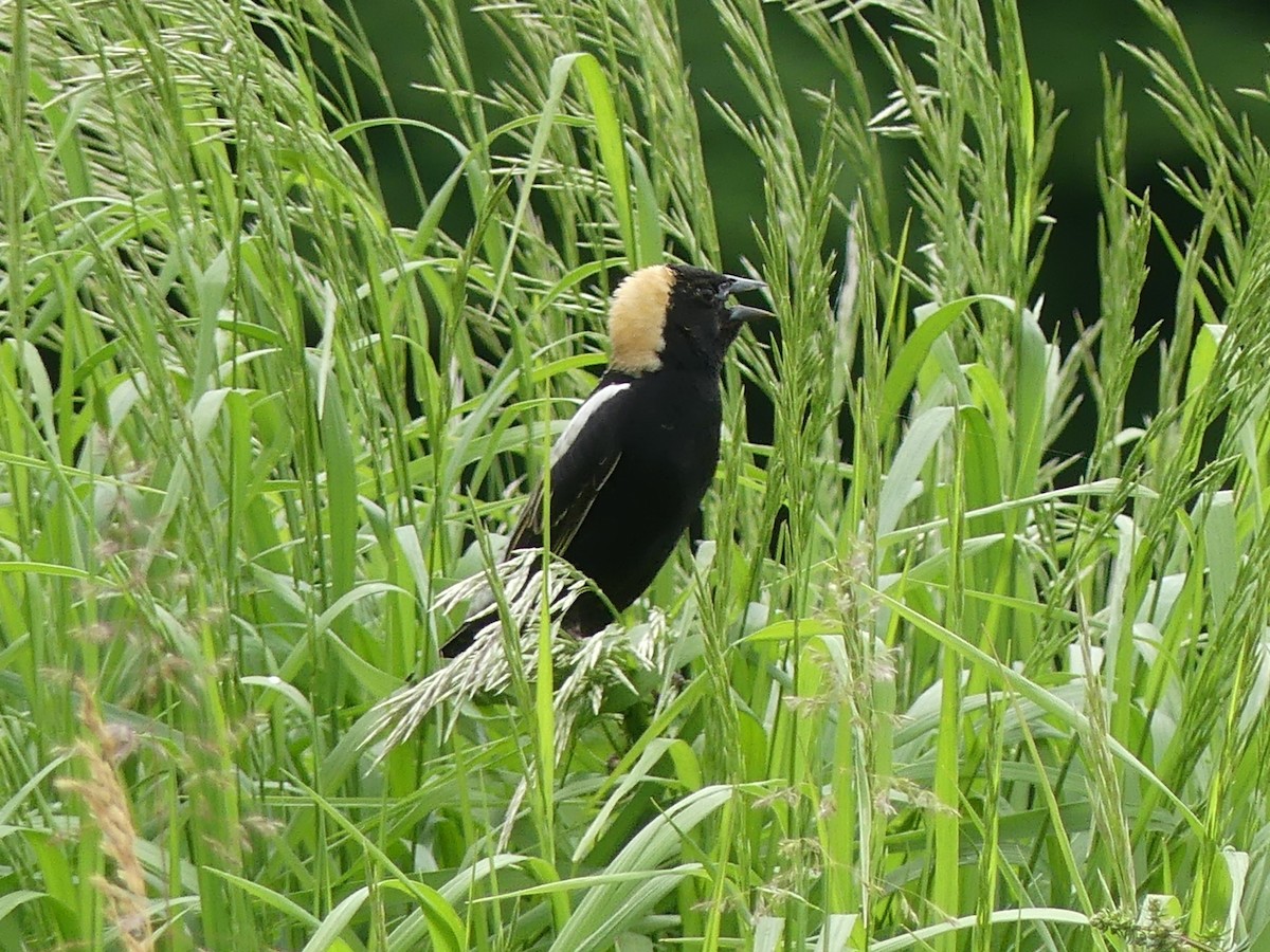 bobolink americký - ML456579361