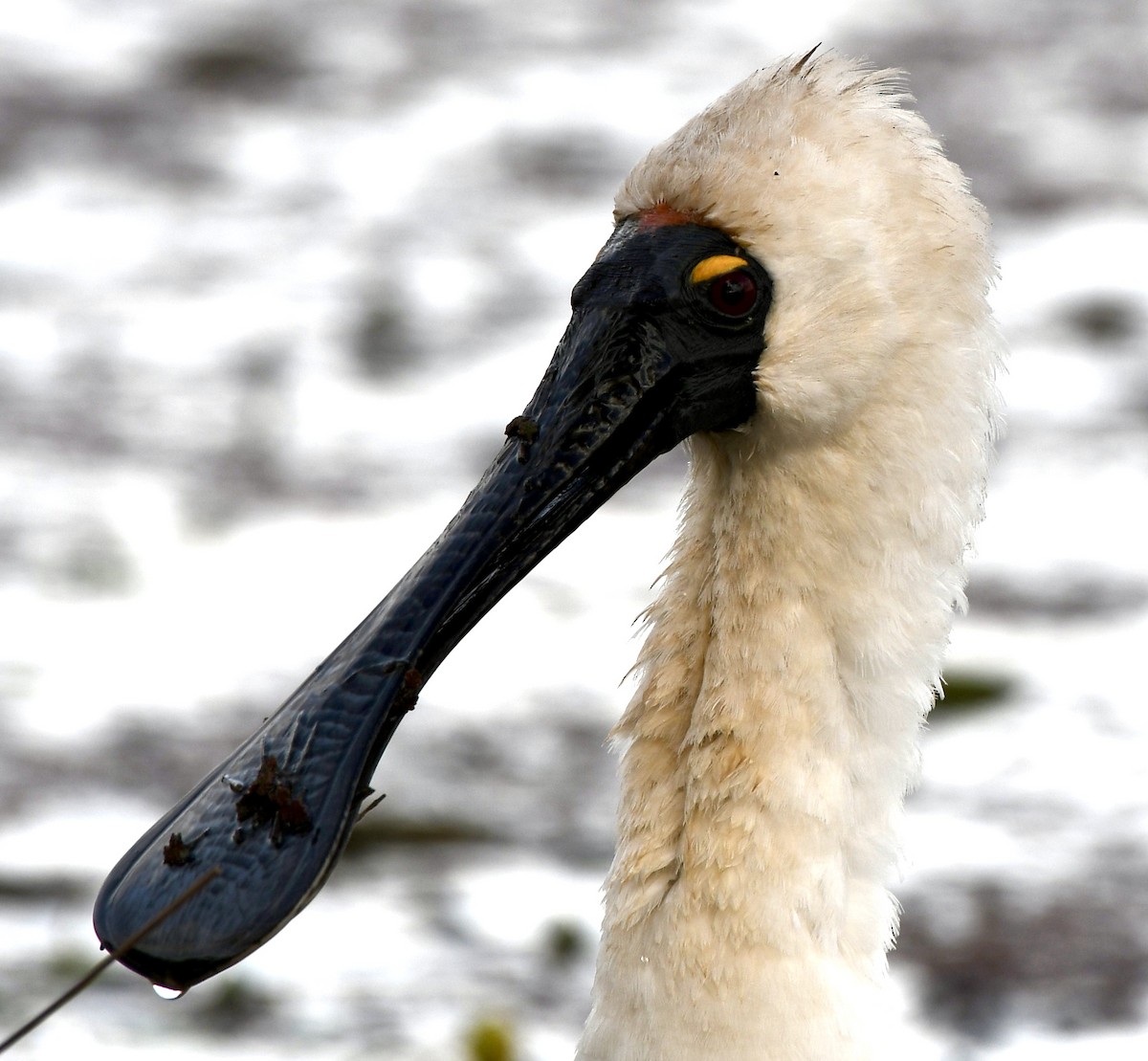 Royal Spoonbill - ML456579581