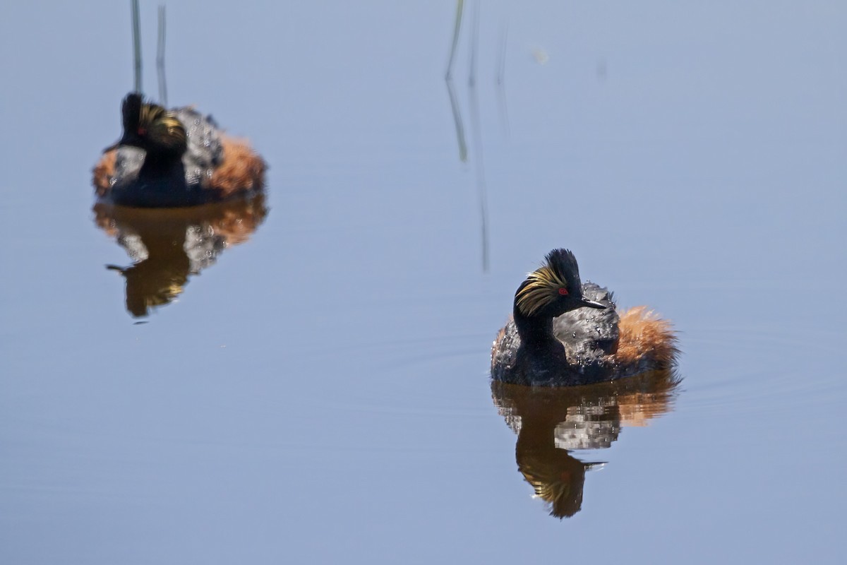 Eared Grebe - ML456581111