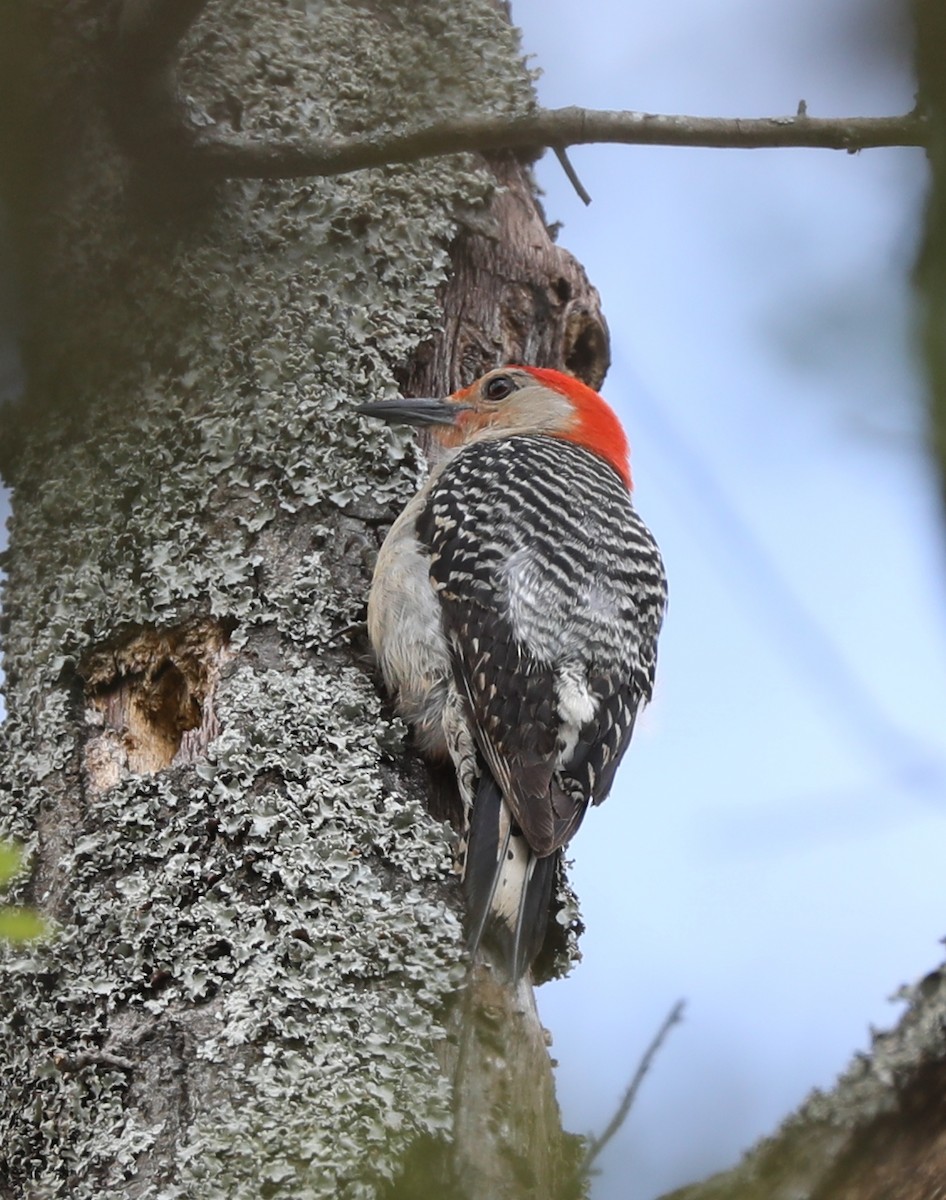 Red-bellied Woodpecker - ML456581441