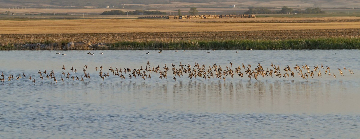 Red-necked Phalarope - Tami Reynolds