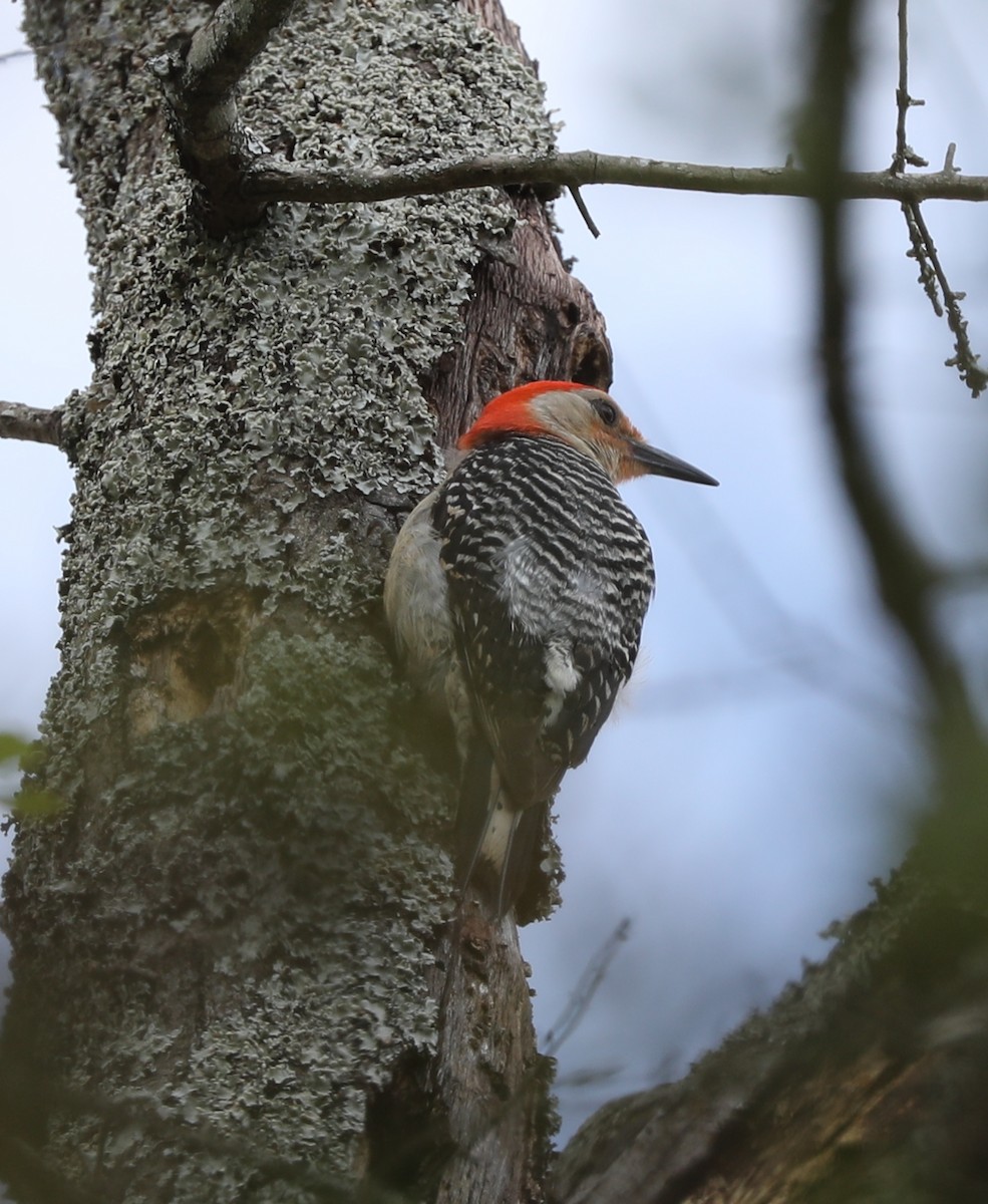 Red-bellied Woodpecker - ML456581481