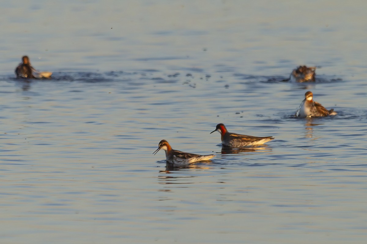 Red-necked Phalarope - ML456581501