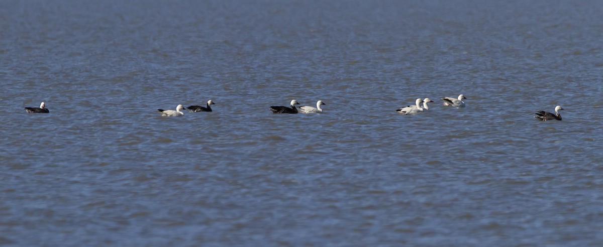 Snow Goose - ML456582211