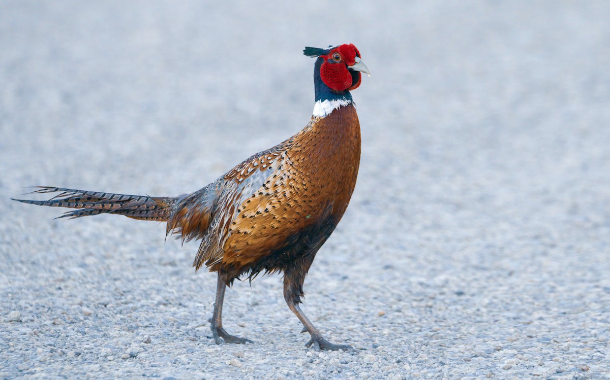 Ring-necked Pheasant - ML456582261