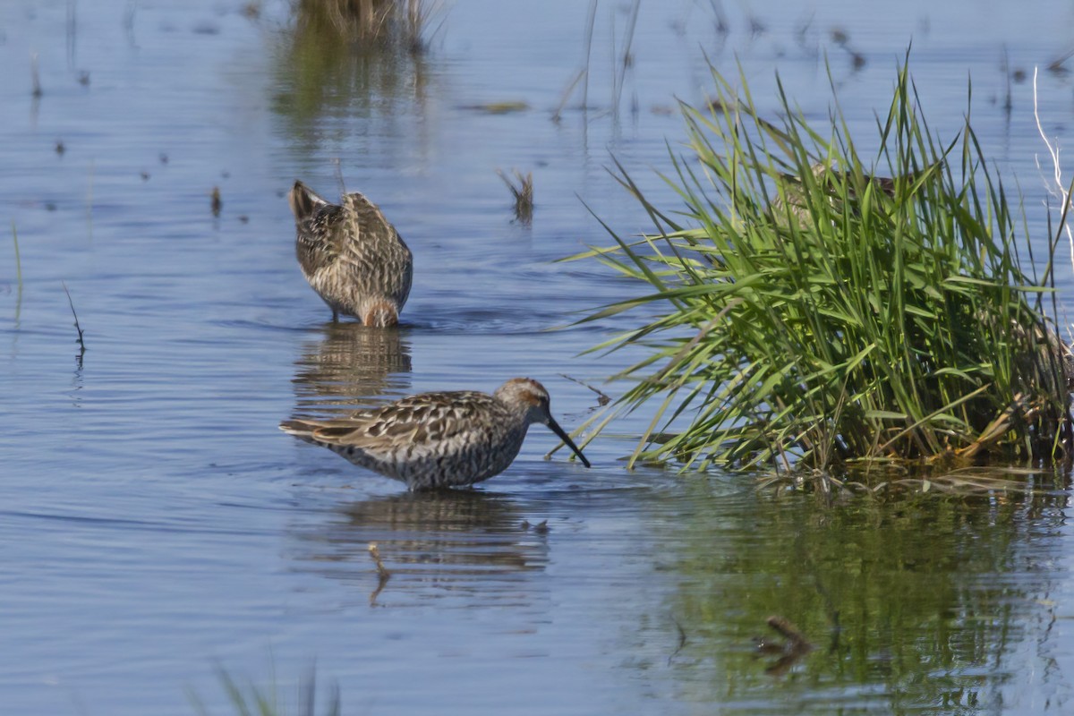 Stilt Sandpiper - ML456582451