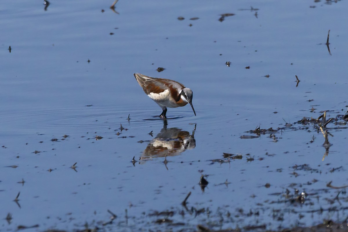 Wilson's Phalarope - ML456582521