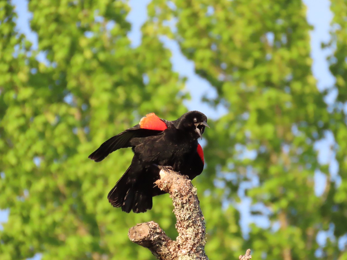 Red-winged Blackbird - ML456583851