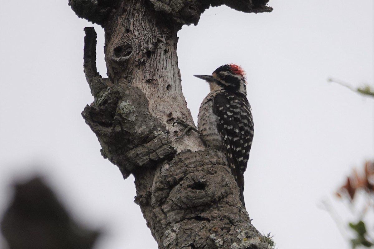 Nuttall's Woodpecker - ML456584081